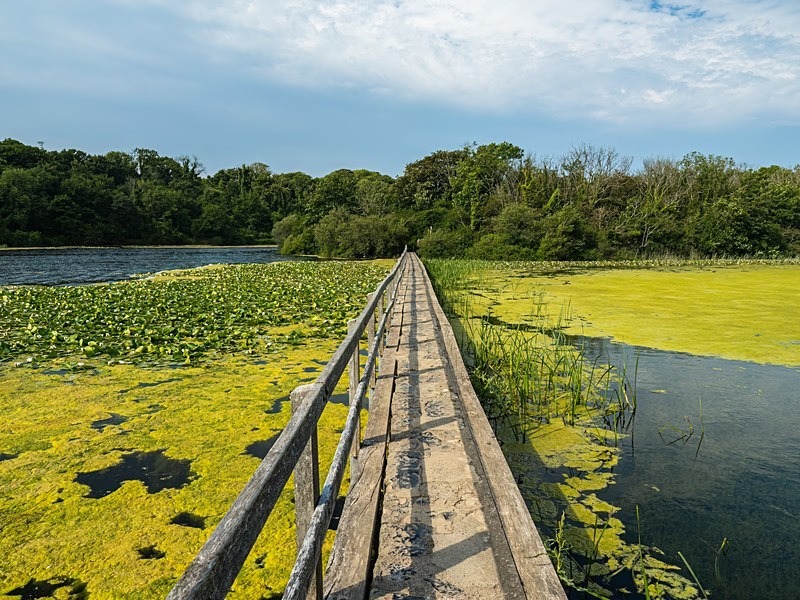 Bosherston Lily Ponds, Bosherton, Pembrokeshire - Lakes and lochs
