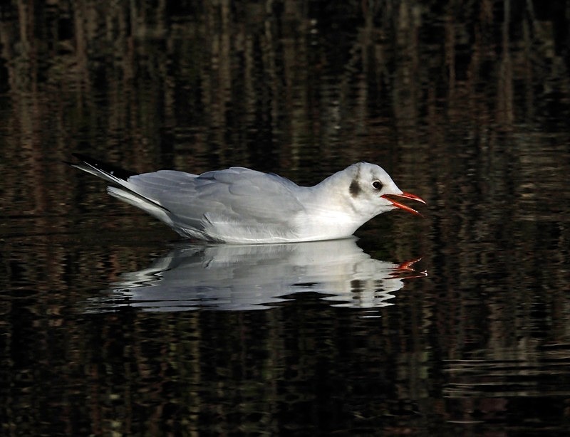 Black-headed Gull - Gulls