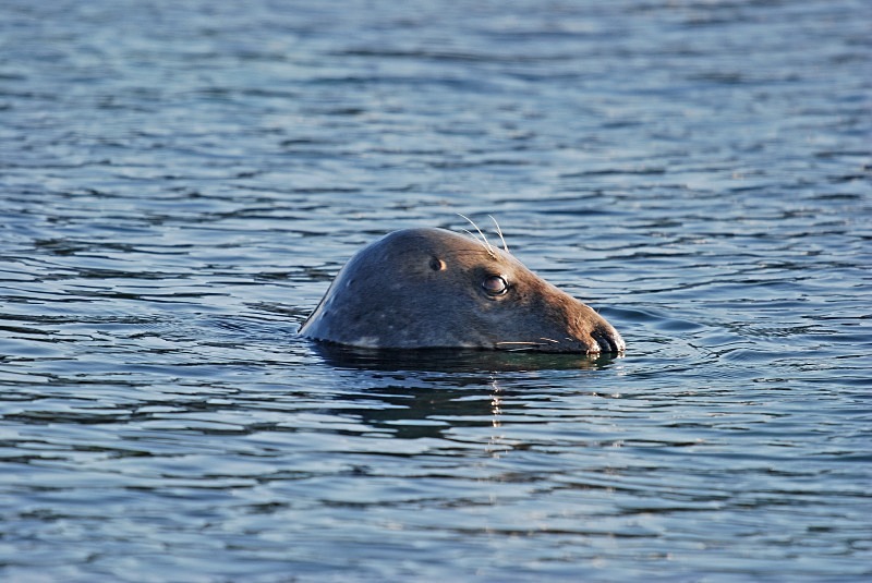Atlantic Grey Seal - Atlantic Grey Seals