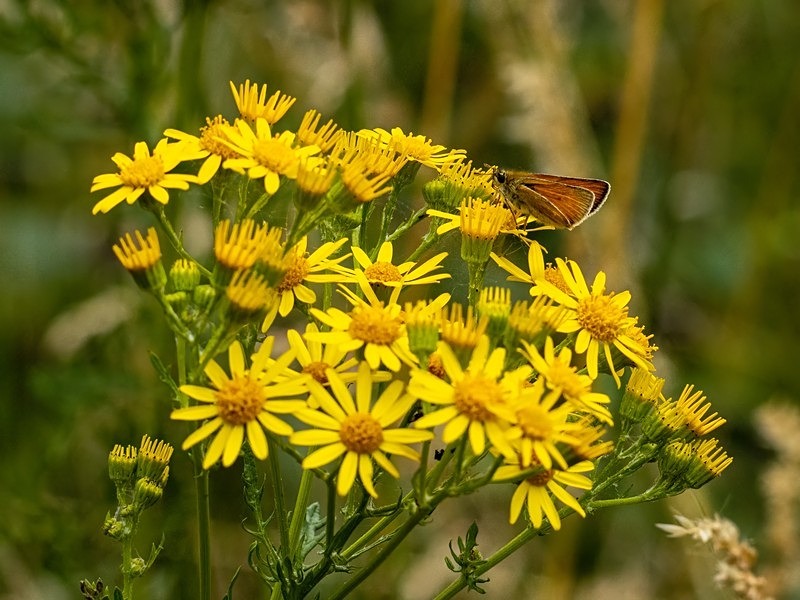Small Skipper - Butterflies