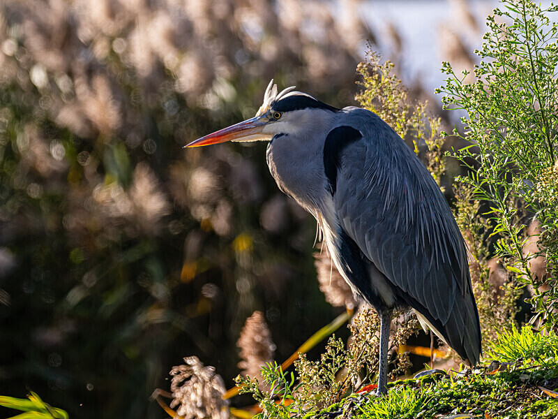 Grey Heron - Latest photos