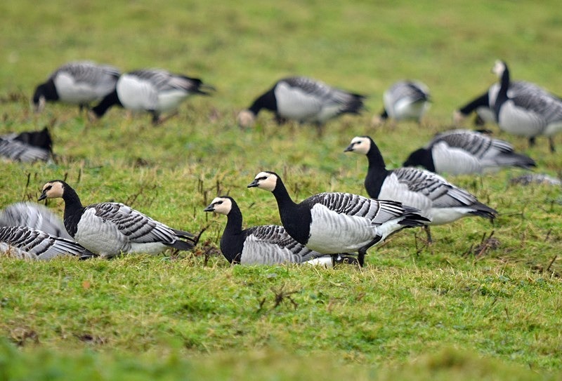 Barnacle Geese