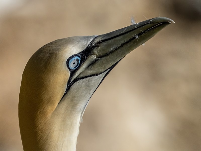 Gannet - Gannets