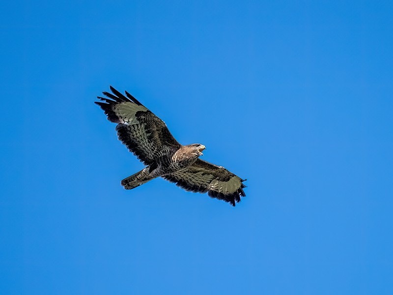 Common Buzzard - Birds of prey
