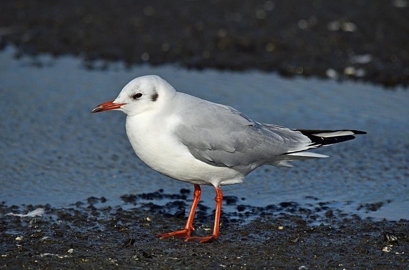 Black-headed Gull - Ireland - January and February 2020