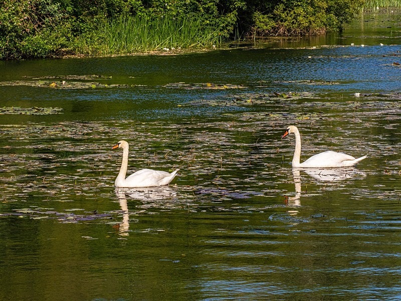 Mute Swans - Mute Swans