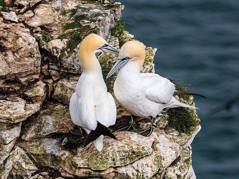 Gannets - Latest photos