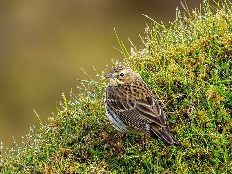 Meadow Pipit - Pipits