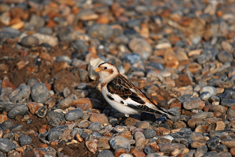 Snow Bunting - Buntings