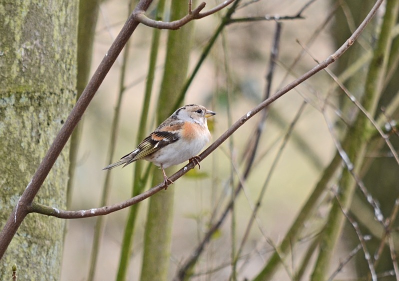 Brambling - Finches