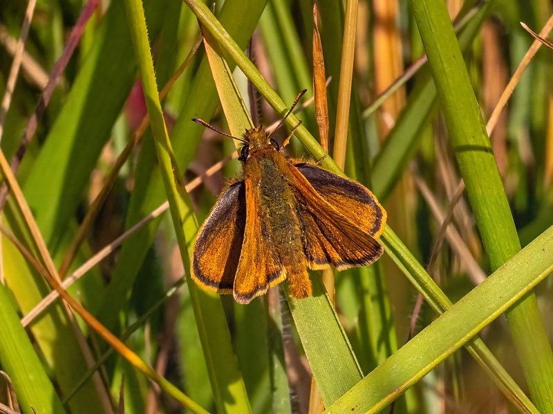 Lulworth Skipper - Butterflies