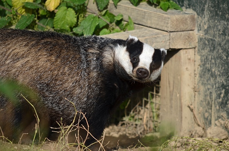 Badger - Badger