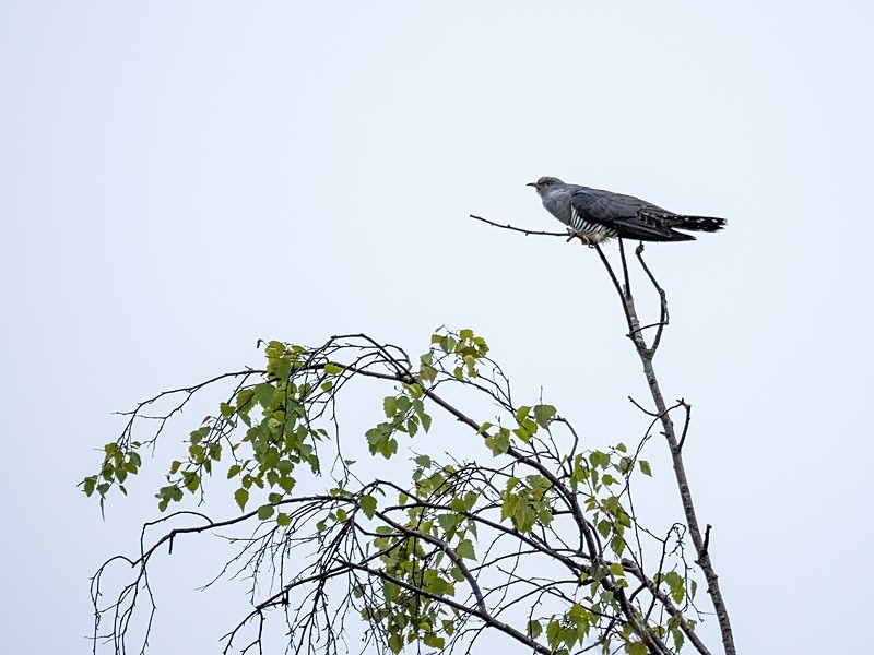 Cuckoo - Cuckoos