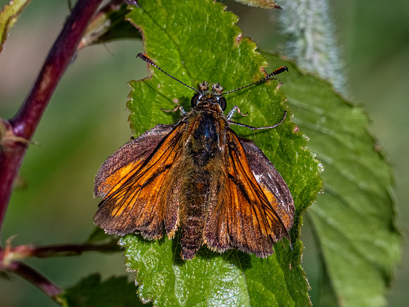 Large Skipper - Latest photos
