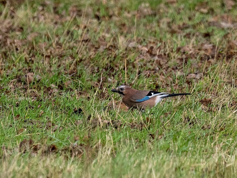Jay - Crows