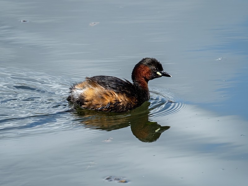 Little Grebe - Grebes