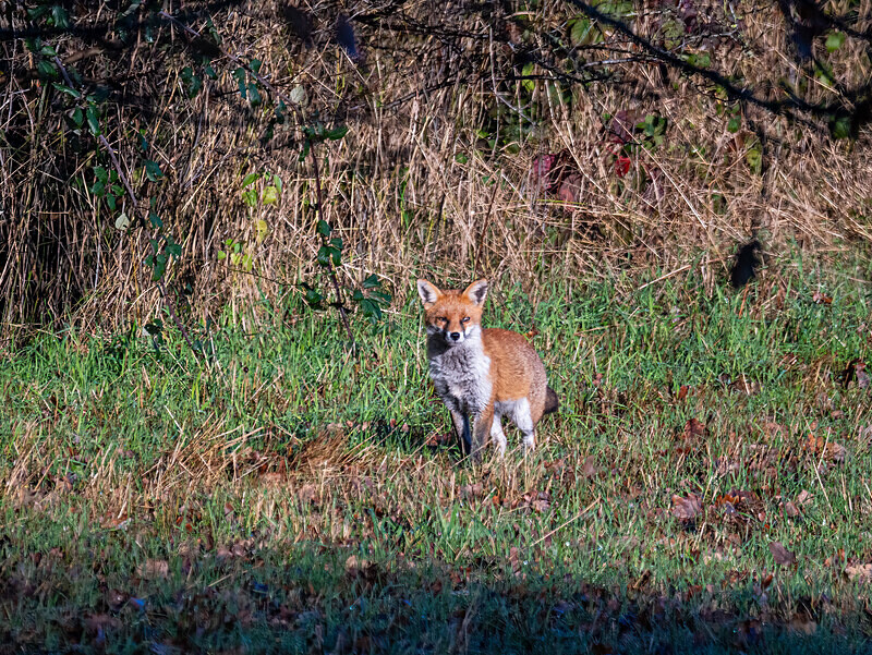 Red Fox - Latest photos