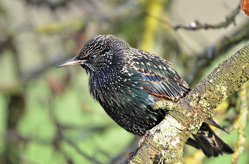 Starling - Starlings