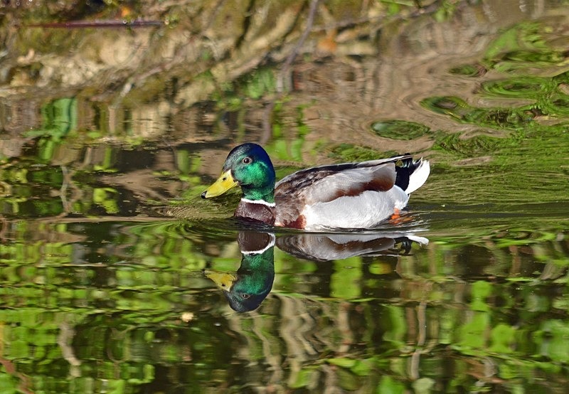 Mallard - Dabbling ducks