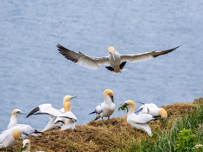 Gannets - Latest photos