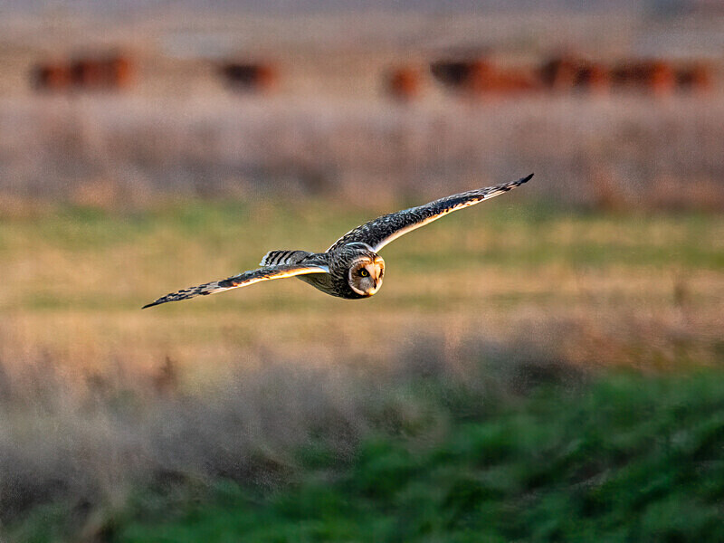 Short-eared Owl - Latest photos