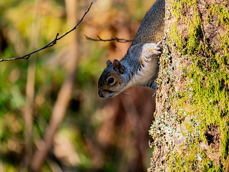 Grey Squirrel - Latest photos
