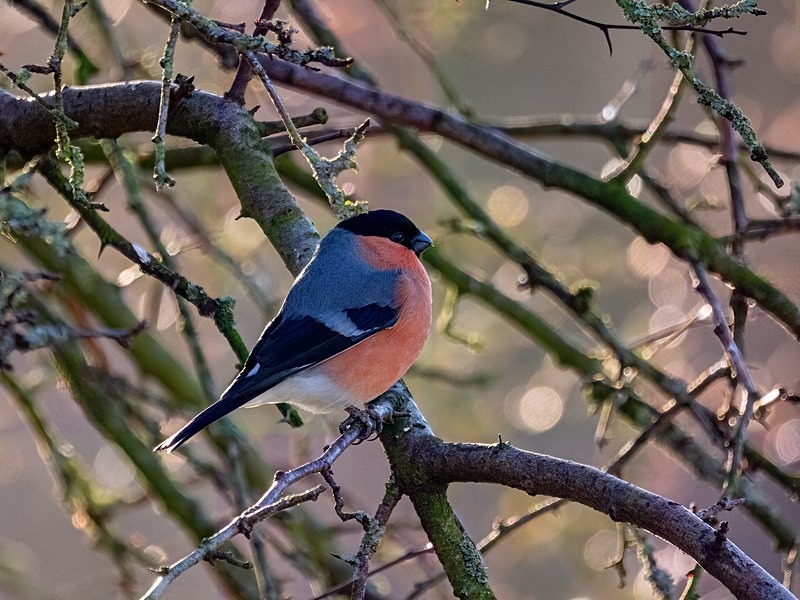 Bullfinch - Latest photos
