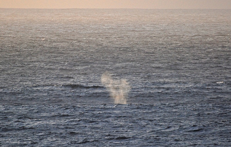 Fin Whale - Whales and dolphins