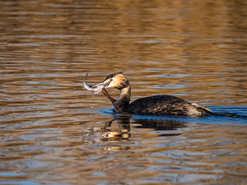 Great Crested Grebe - Grebes