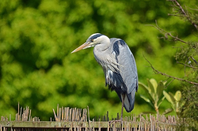 Grey Heron - Herons and egrets