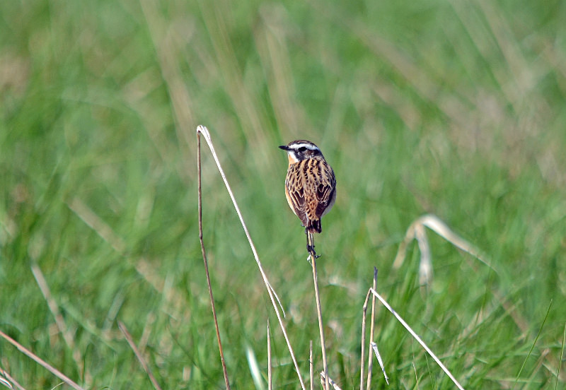 Whinchat - Estonia