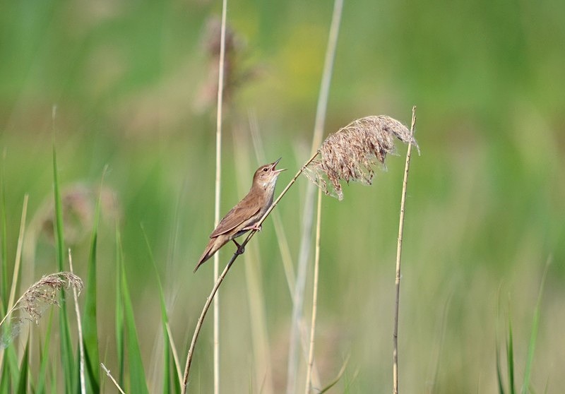 Savi's Warbler - Hungary