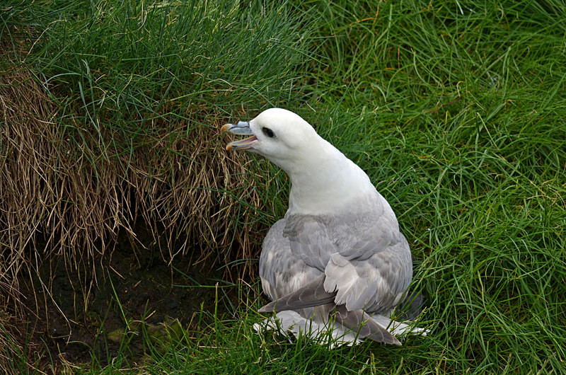 Fulmar - Fulmars