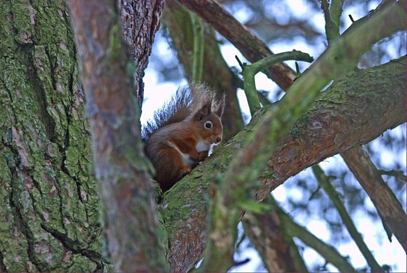 Red Squirrel - Red Squirrels
