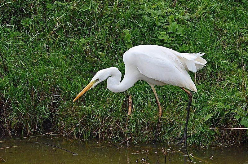 December 2019 - Great White Egret - Photos of the month