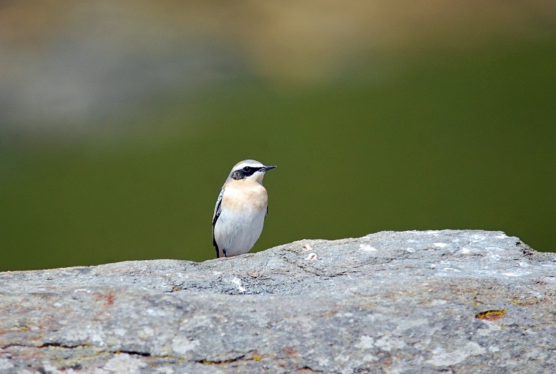 Northern Wheatear - South and north west Spain - September 2010