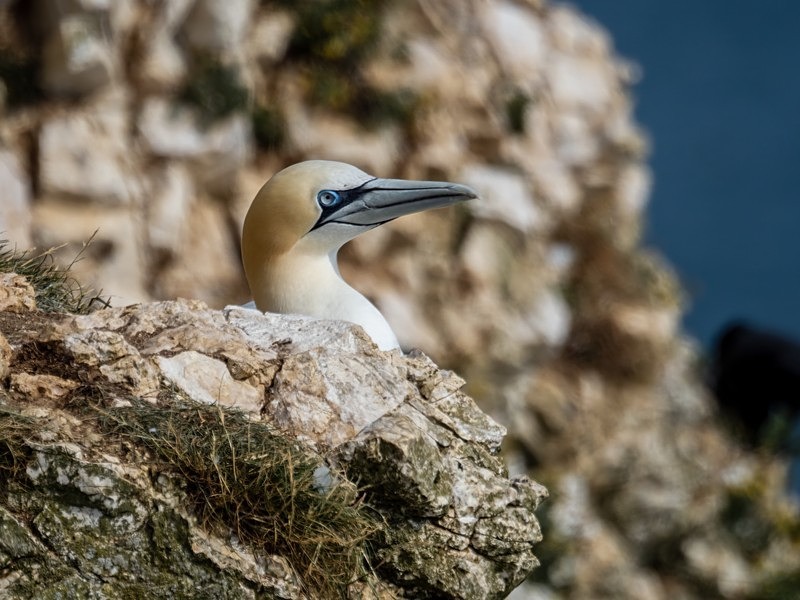 Gannet - Gannets