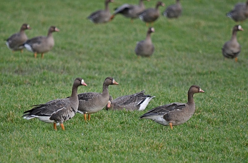 Greater (Russian) White-fronted Goose - Netherlands - December 2019