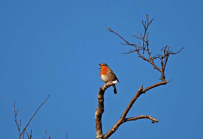 Robin - Robins