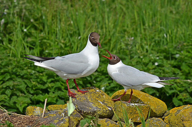 Black-headed Gulls - Gulls
