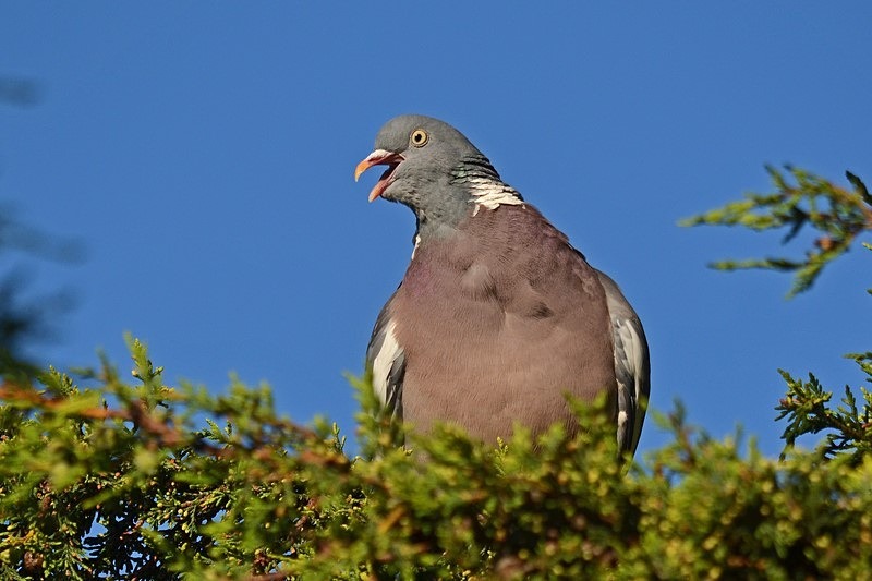 Woodpigeon - Pigeons and doves
