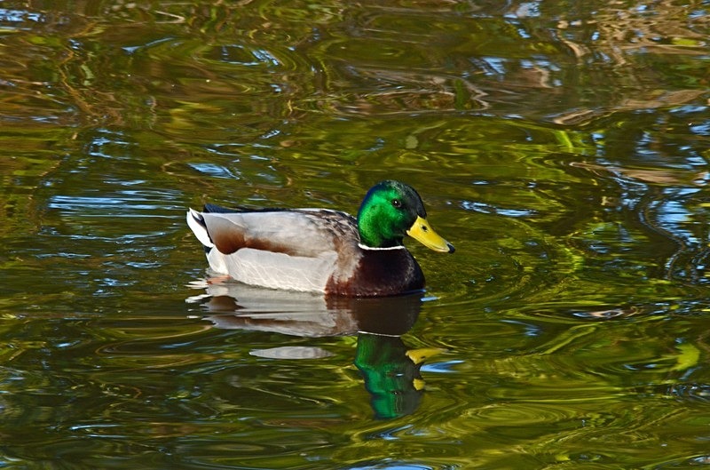 Mallard - Dabbling ducks