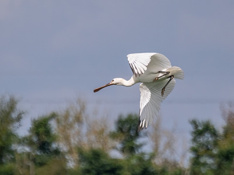 Spoonbill - Spoonbills
