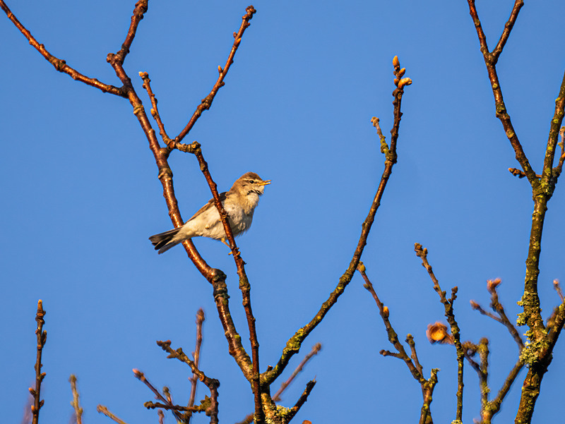 Willow Warbler - Latest photos