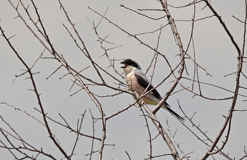 Lesser Grey Shrike - Bulgaria