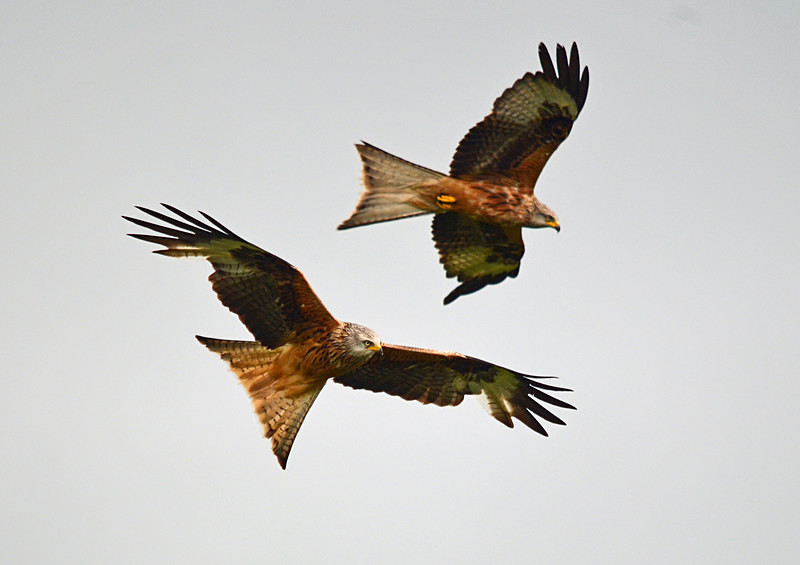 Red Kites - Birds of prey