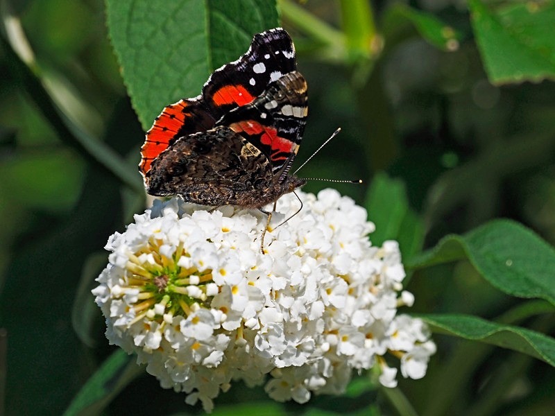 Red Admiral - Butterflies