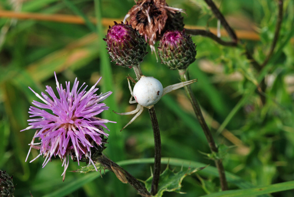 Crab Spider - Insects, beetles, spiders, etc.