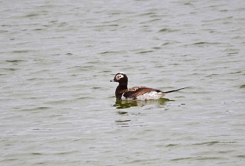 Long-tailed Duck - North Norway