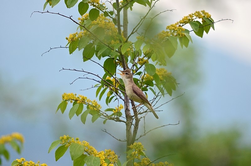 Eastern Olivaceous Warbler - Bulgaria